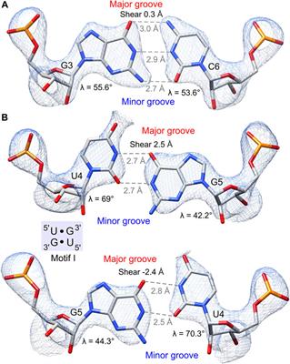 Frontiers | Structural Insights Into The 5′UG/3′GU Wobble Tandem In ...